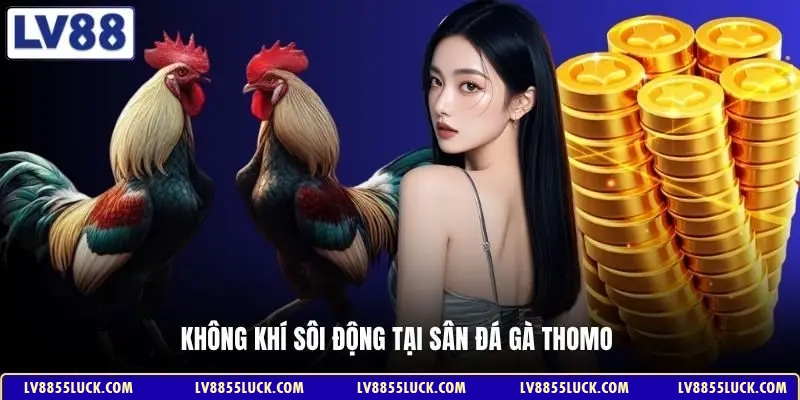 Không khí sôi động tại sân đá gà Thomo